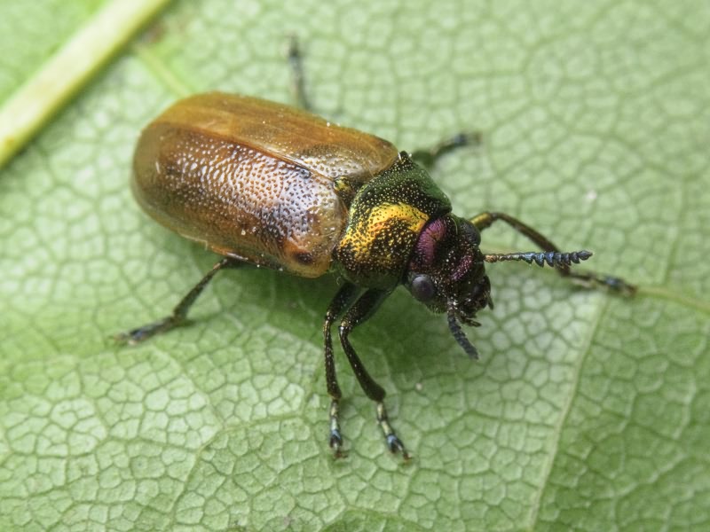 Labidostomis longimana (Linnaeus, 1760)